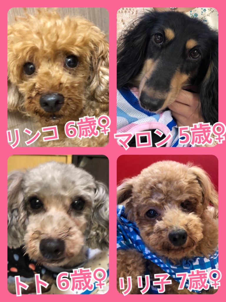 【今日の里親様募集中ワンコ🐶メンバー🐾2018,7,17】